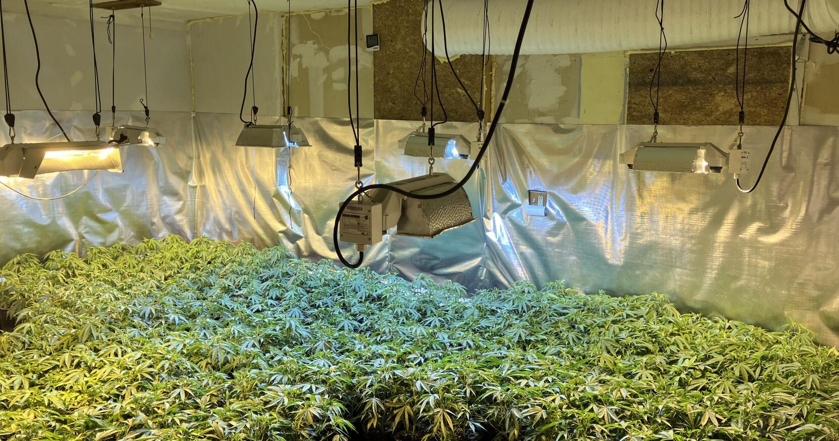 Police uncover illegal marijuana operation in Manchester - Vimarsana News