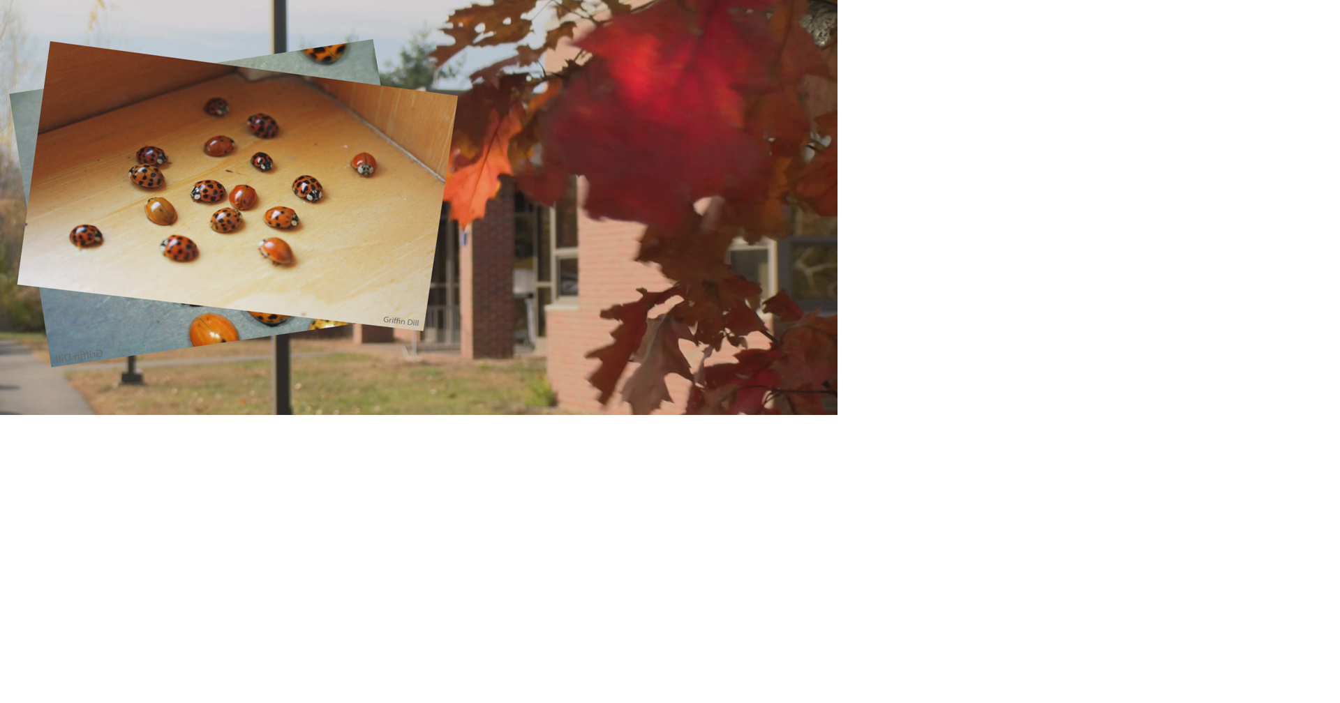 A common autumn household insect: the Multicolored Asian Lady Beetle ...