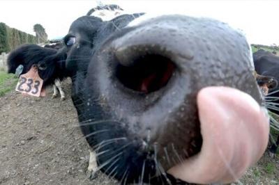 New Zealand scraps plan to tax livestock burps, farts | National ...