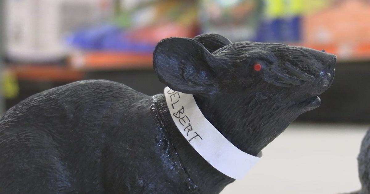 Maine bans sale of toxic rat poisons linked to wildlife deaths