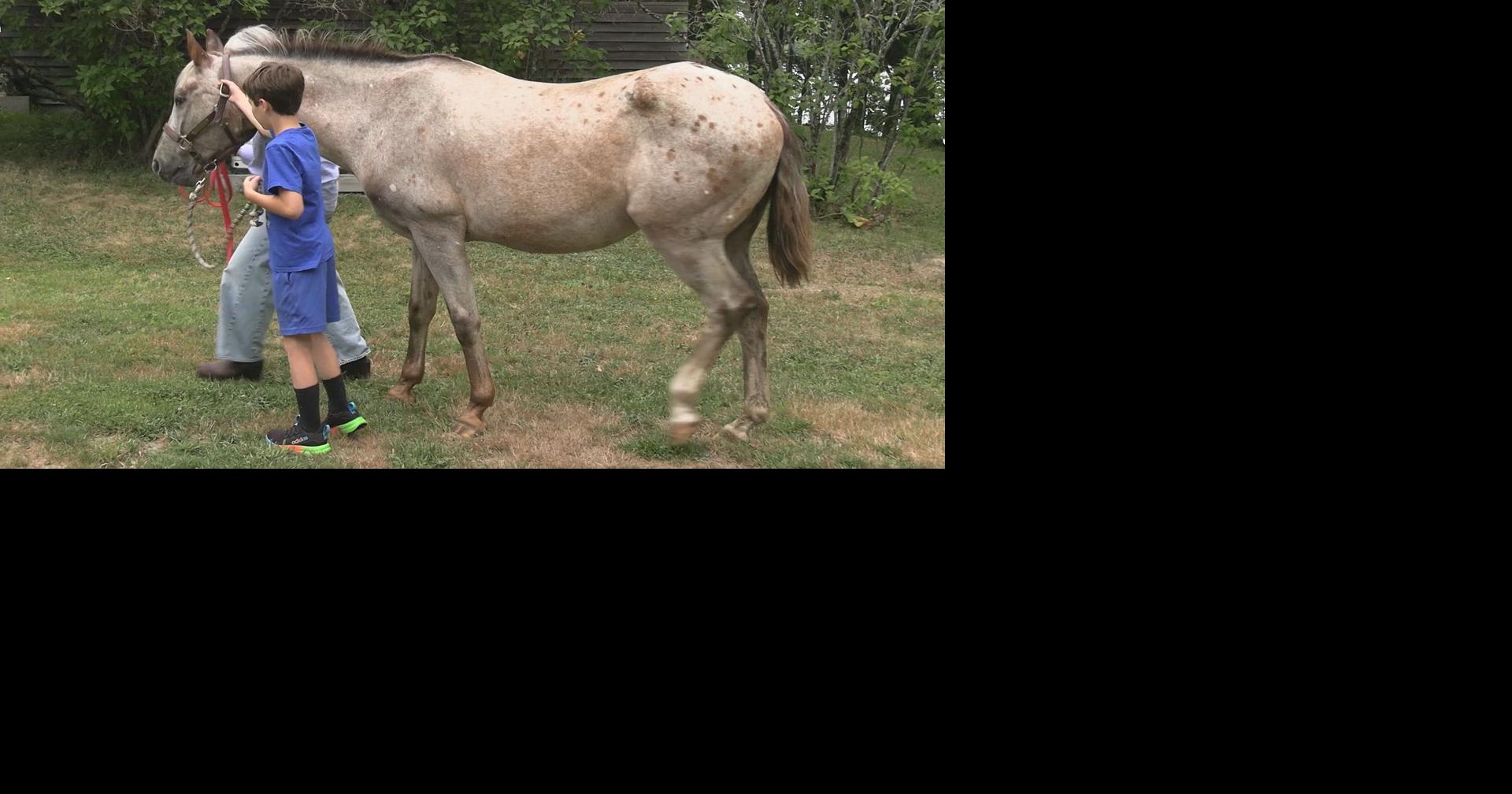 Horses help struggling readers in Brooksville