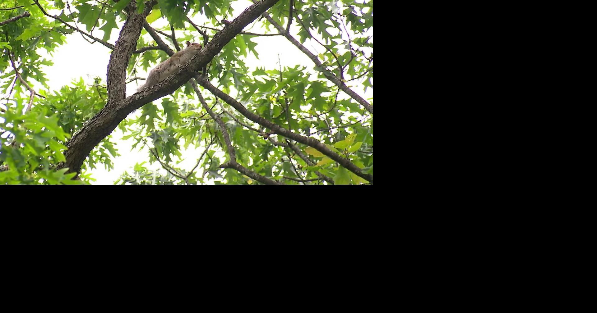 Squirrel Pox cases on the rise | Local News | foxbangor.com