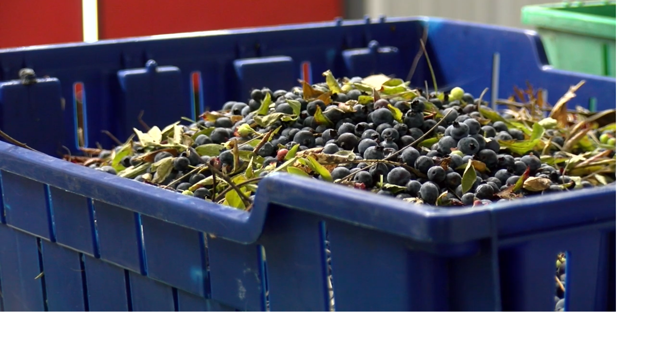 Maine celebrates annual Wild Blueberry Weekend