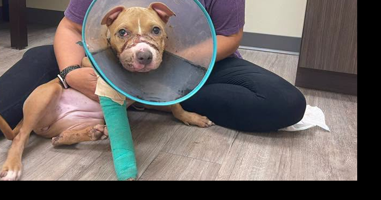 Update on Yara - Puppy who had her mouth taped shut