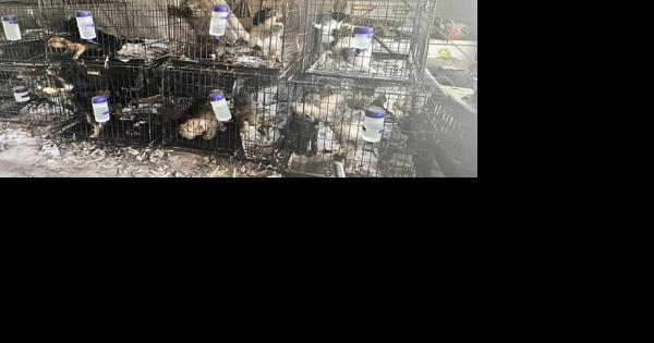 Puppy mill raided on Milton Sharp Road - Vimarsana News