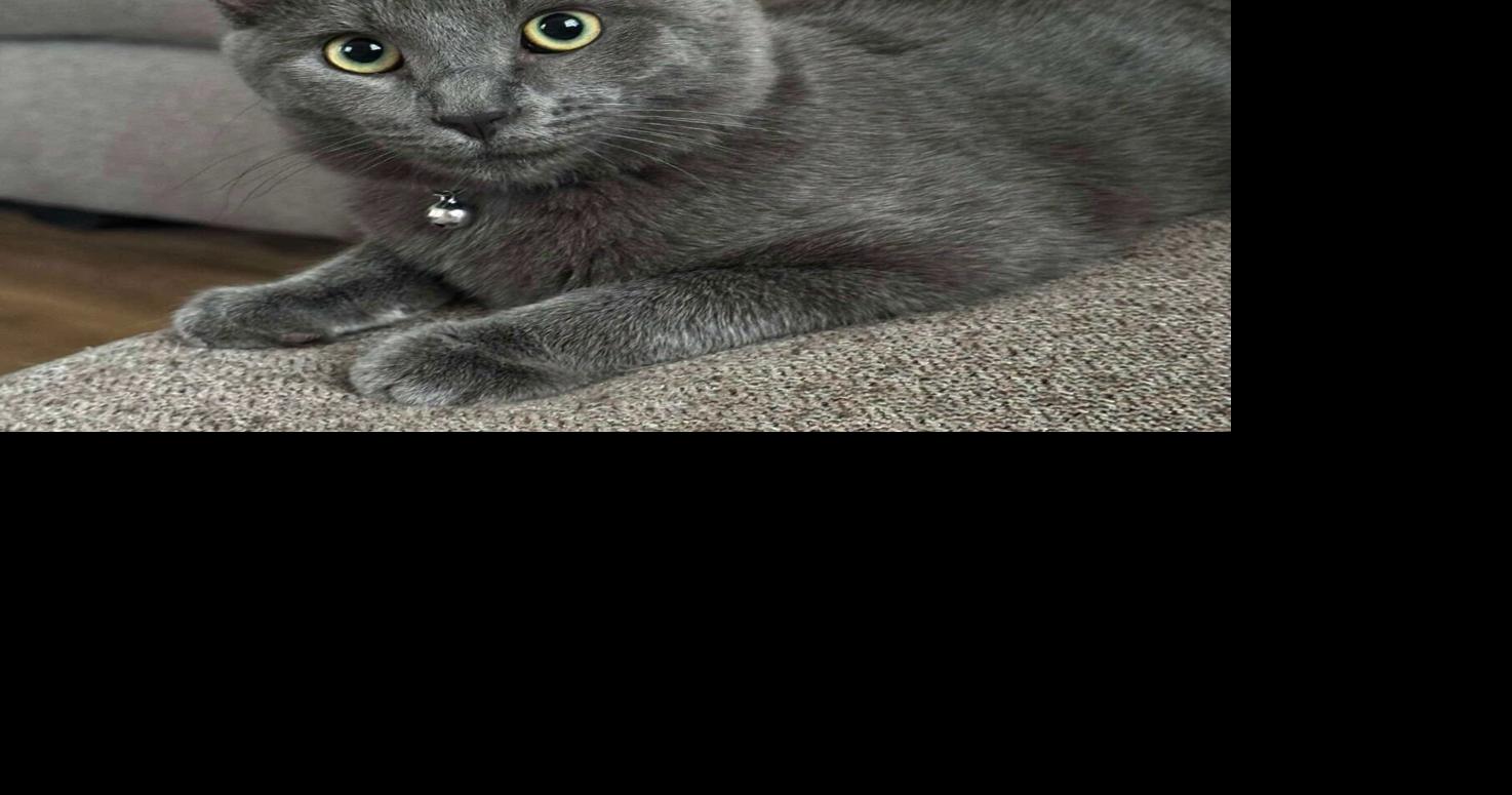 PETS OF THE WEEK