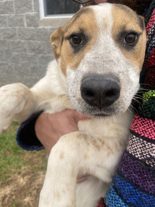 Pet of the Week