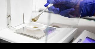 UK creates Cannabis Research Center, following new state law - Vimarsana News