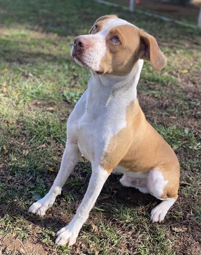 Pet of the Week