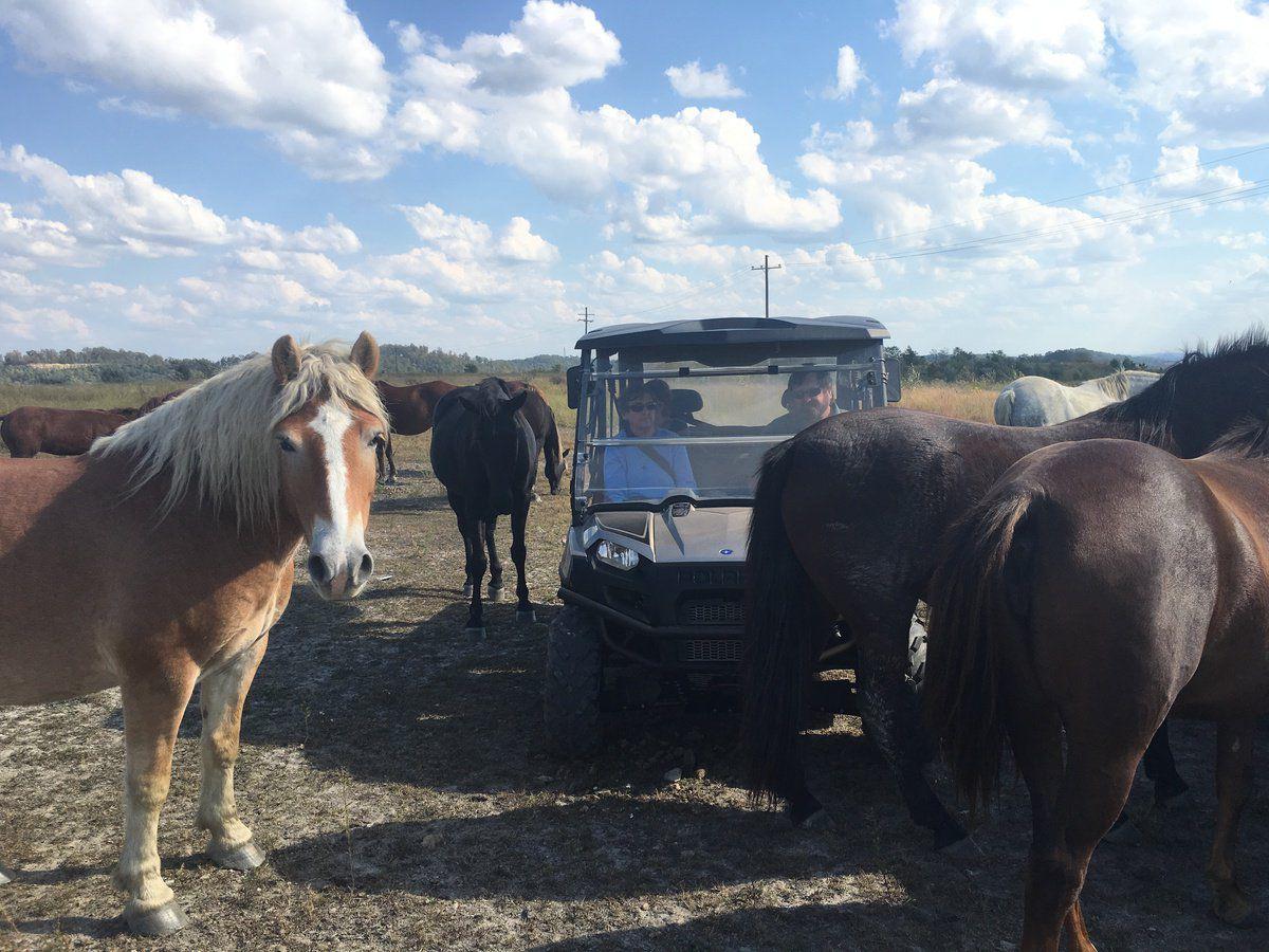 Free roaming horses common in eastern Kentucky Features