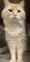 Pet of the Week