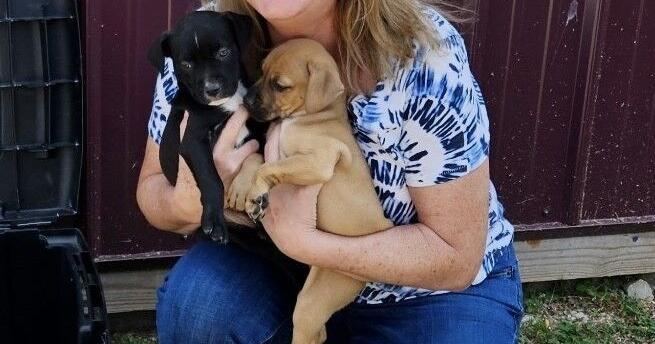 Puppies left on doorstep of The Fix Foundation - Vimarsana News