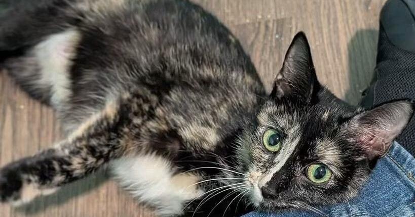 PETS OF THE WEEK