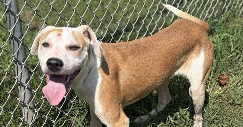 PETS OF THE WEEK