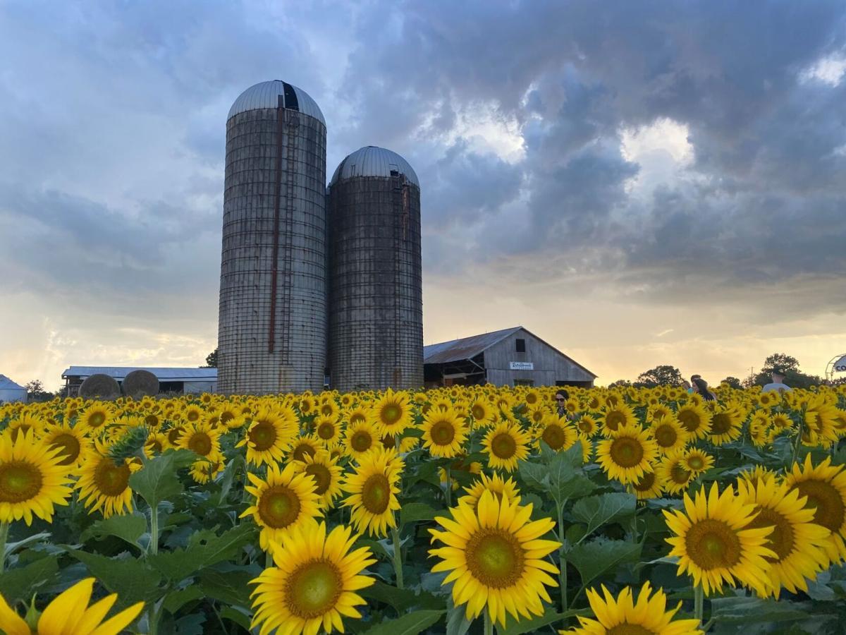 Ruby Branch Farms 