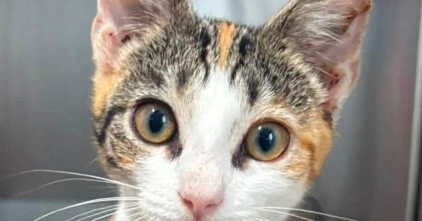 PETS OF THE WEEK