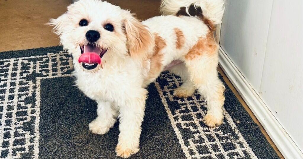 Puppies for Sale King Charles Cavalier, 1 male, 3 females;