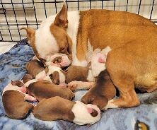 Beautiful Male Red/Lavender Boston Terrier Puppies available Feb. 1. Now