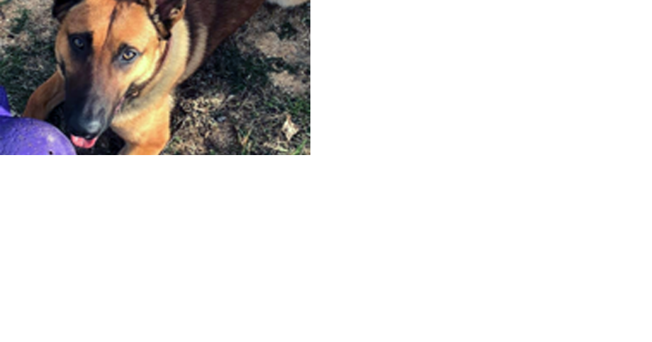 A happy ending of service looming for veteran Augusta County K-9 - Vimarsana News