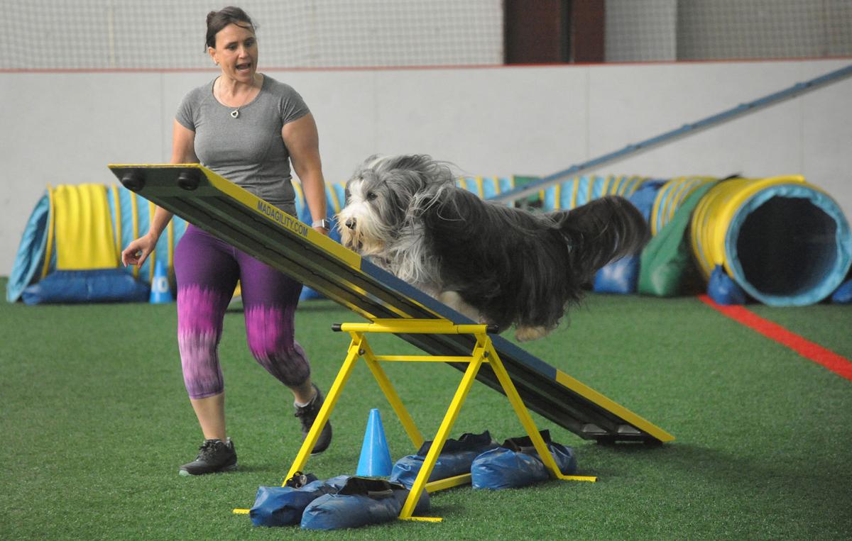 PHOTOS: Greater Fredericksburg Kennel Club Agility Trial | News