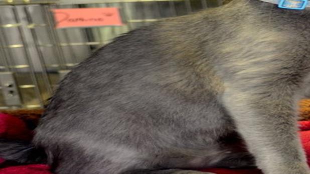 Pets Available For Adoption This Week Lifestyles Fredericksburg Com