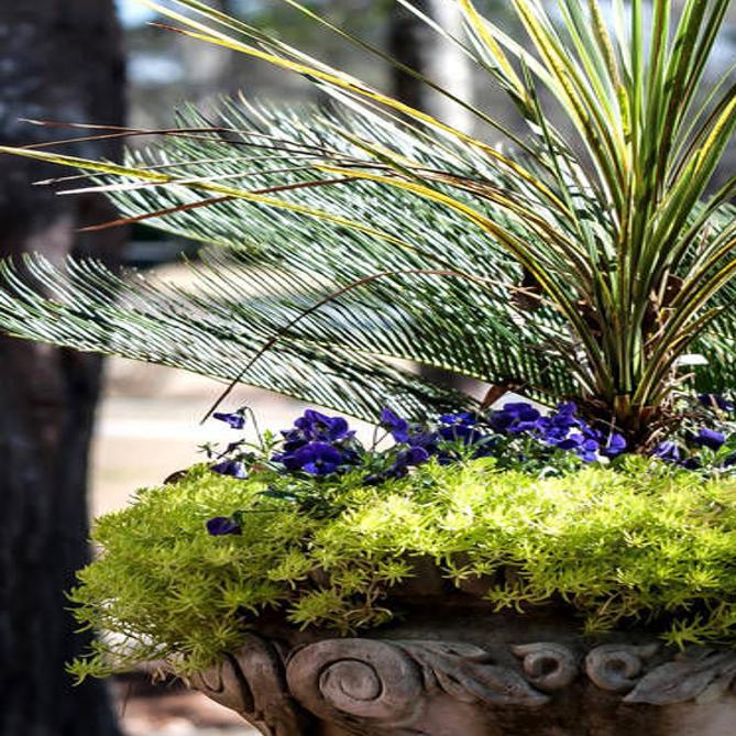 Have A Ball Growing This Little Sedum From Mexico House And Home