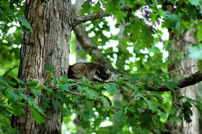 IN NATURE>> Take time to enjoy a nap