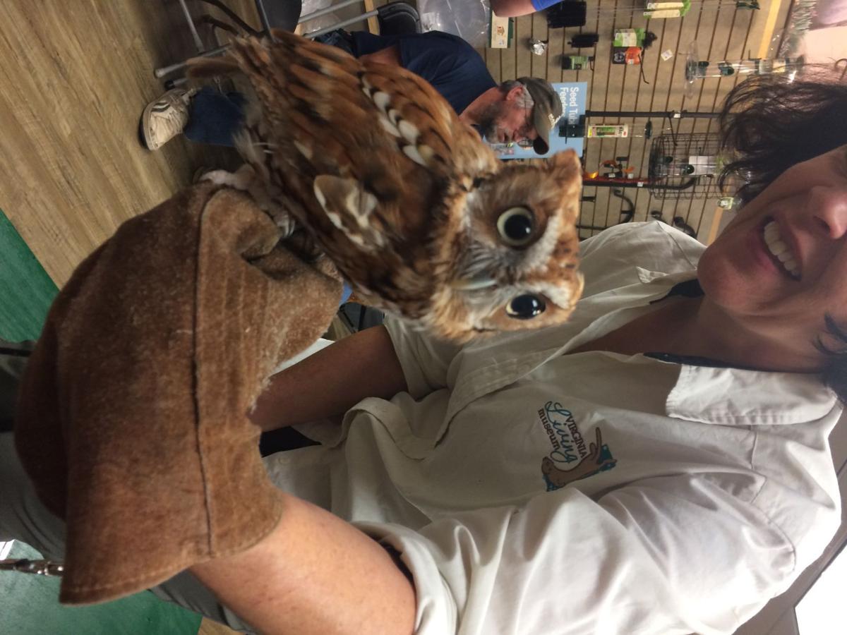 Live owls visit Wild Birds Unlimited in Central Park Local News