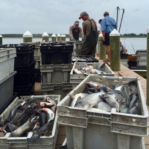Virginia's booming wild-caught blue catfish industry may weaken under  federal regulation