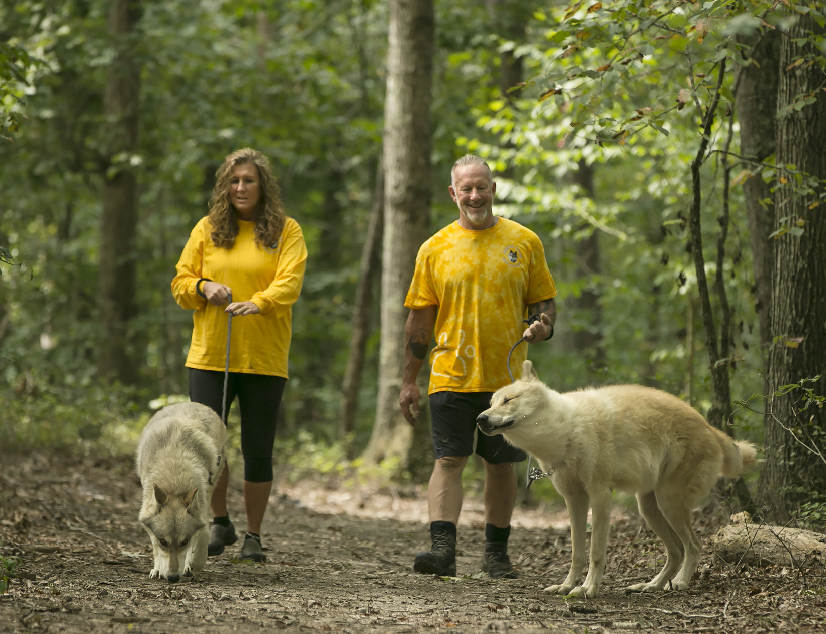 lupine dogs for sale