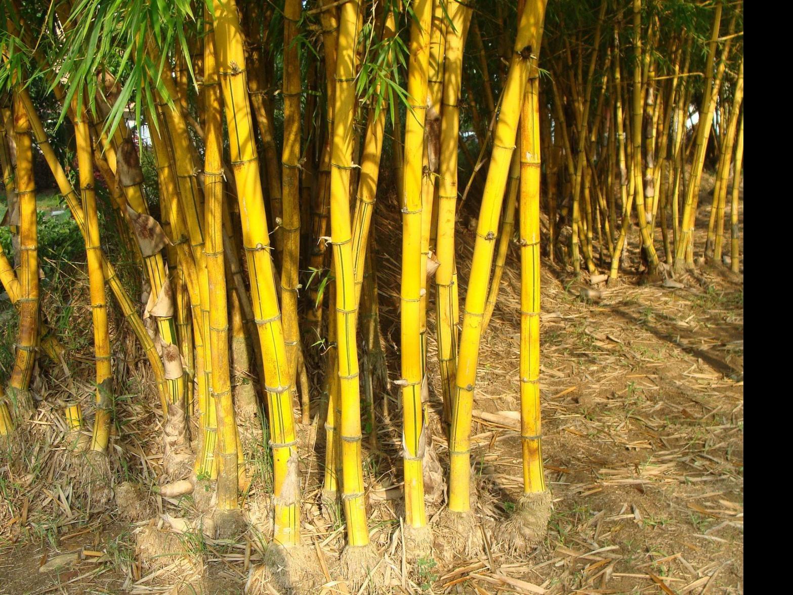 Stafford Tries To Stem Bamboo Invasion By Regulating Plant Local