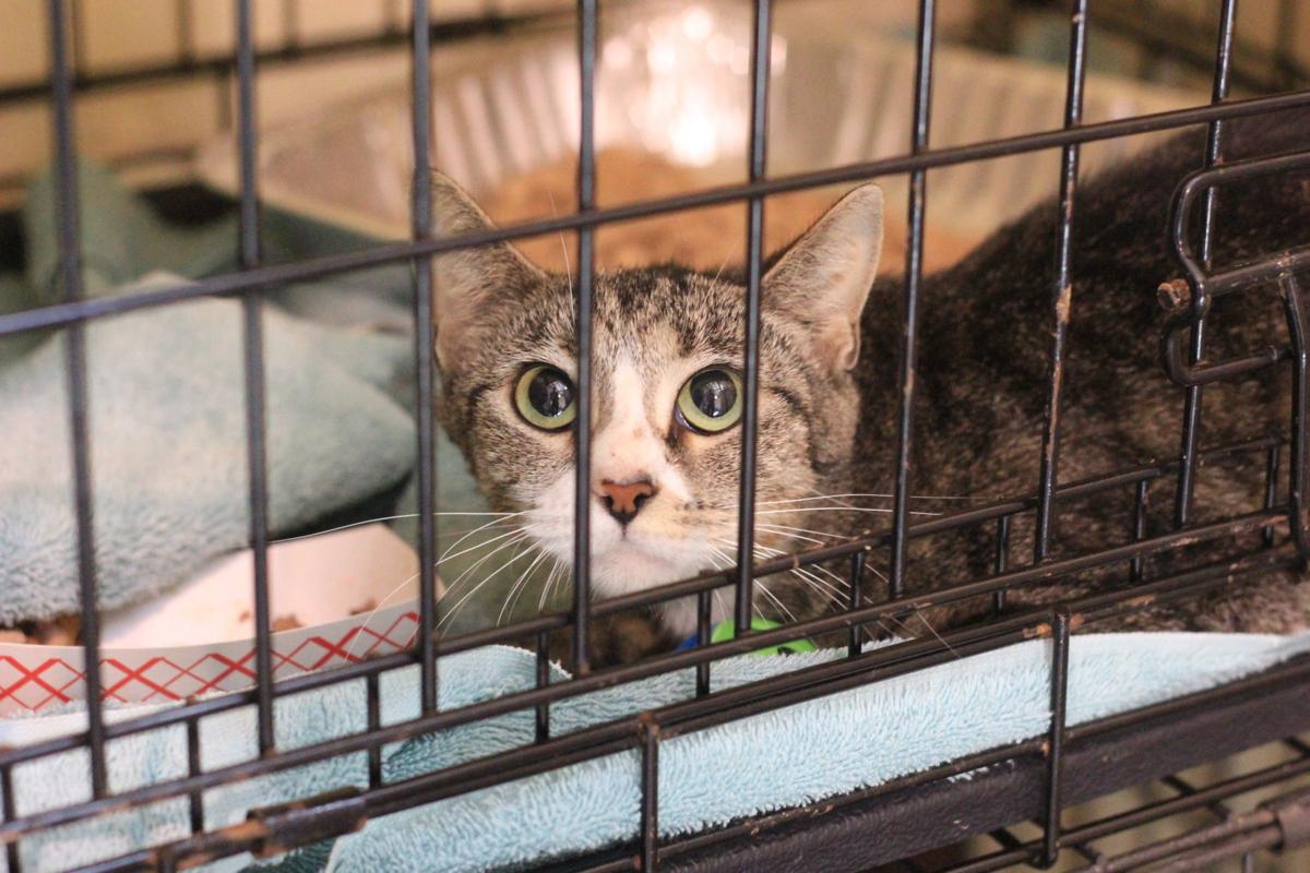 84 Cats Removed From Spotsylvania Home Local Fredericksburg Com
