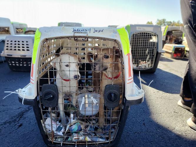 Fredericksburg SPCA brings in rescued animals from Florida and Puerto Rico