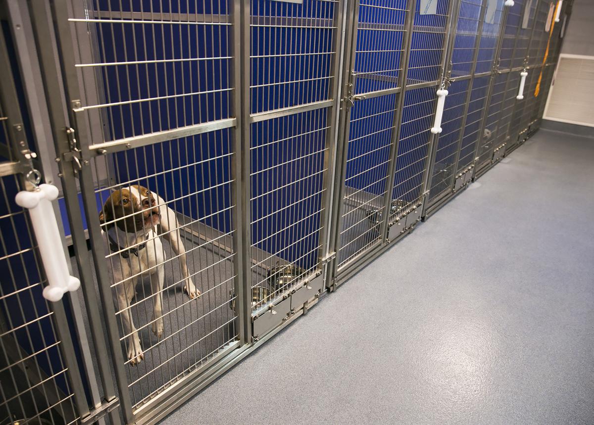 Spotsylvania Animal Shelter Furnishing Real Life Rooms As Expansion Renovation Progress Latest Headlines Fredericksburg Com In an effort to follow current health guidelines and keep our staff members as safe as possible, the wcjc animal shelter is temporarily closed to the public. free lance star