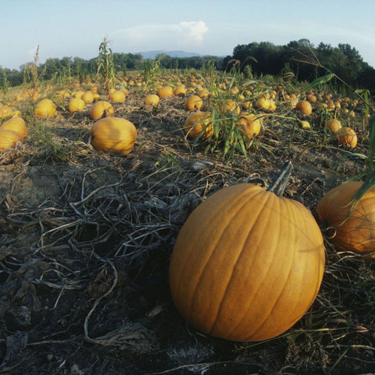 Patch Fredericksburg Patch Fredericksburg