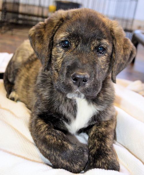 Pets Available For Adoption This Week Lifestyles Fredericksburg Com