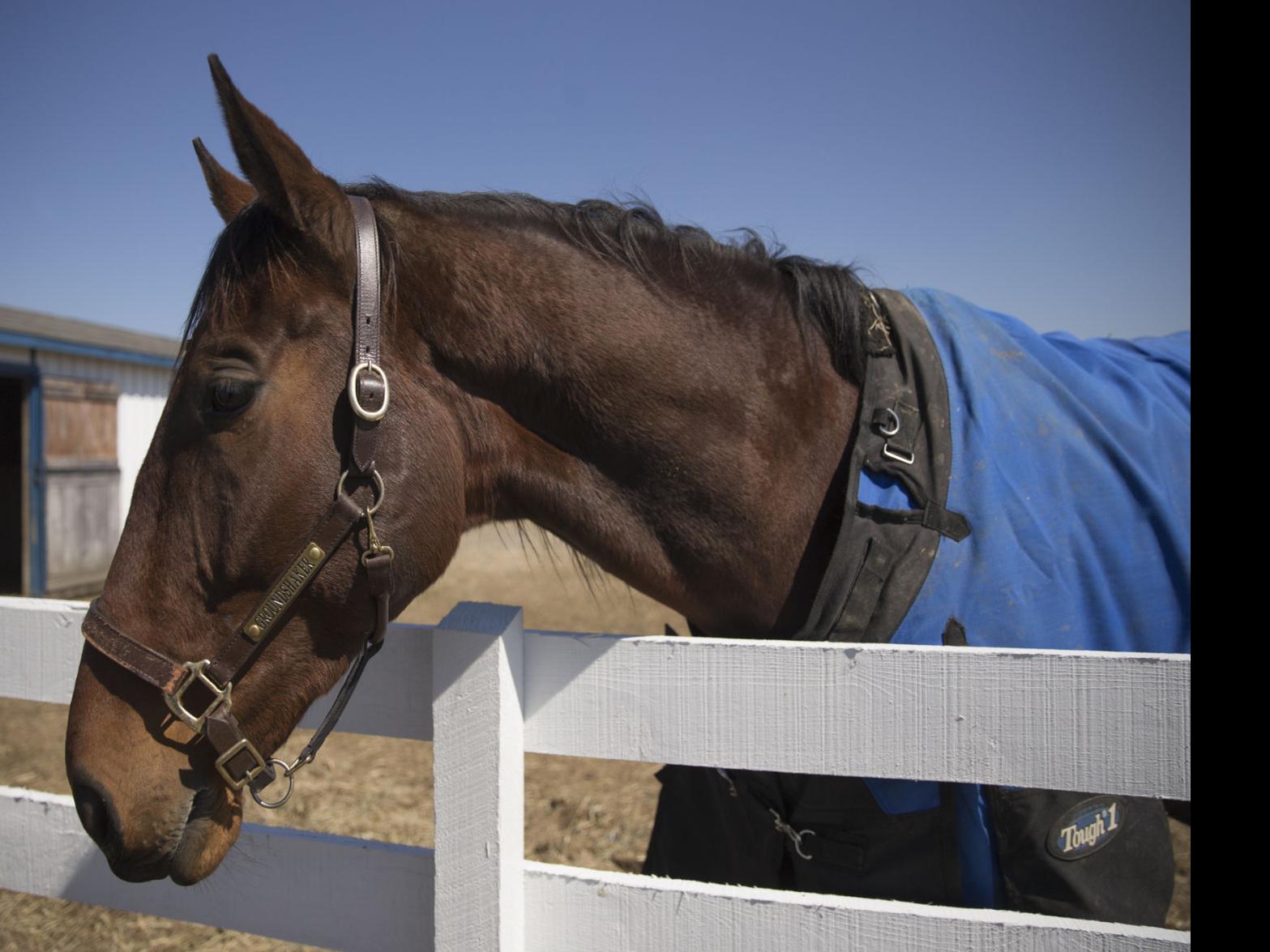 Great Great Granddaughter Of Secretariat Moves Back To Triple Crown Winner S Caroline Birthplace Local News Fredericksburg Com His exact height maybe around 6 feet and 2 inches. secretariat moves back to triple crown