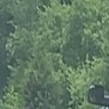 Watch Now Runaway Pigs Wreak Havoc On Interstate 95 In Spotsylvania Caroline Local News Fredericksburg Com No father or mother has. runaway pigs wreak havoc on interstate