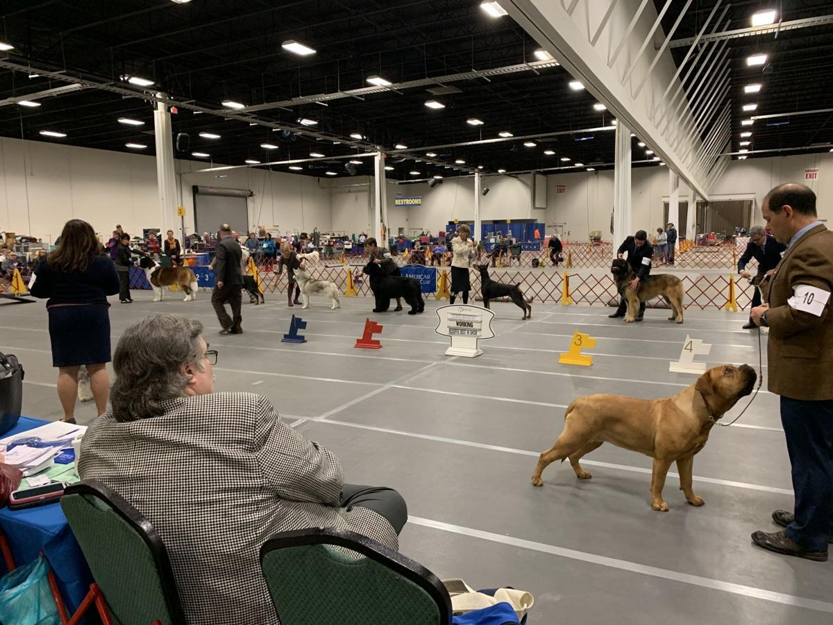Celebrate Virginia Cluster Dog Show returns to Fredericksburg Expo