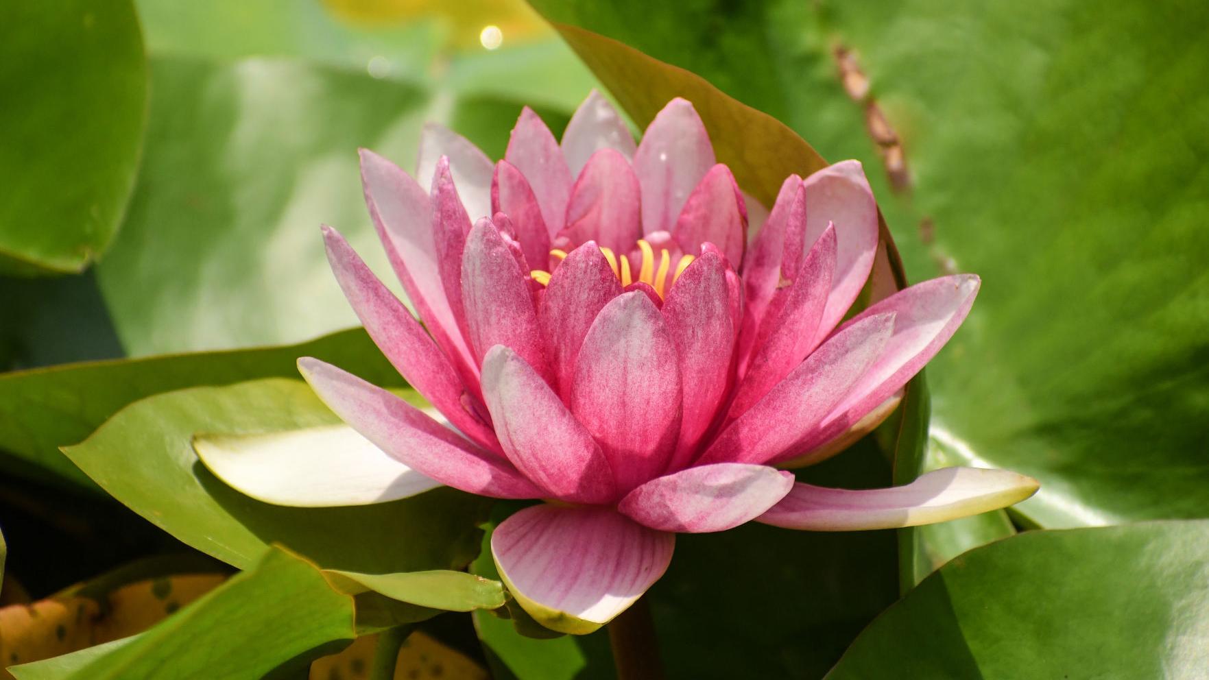 Garden Getaways, near and far - Vimarsana News