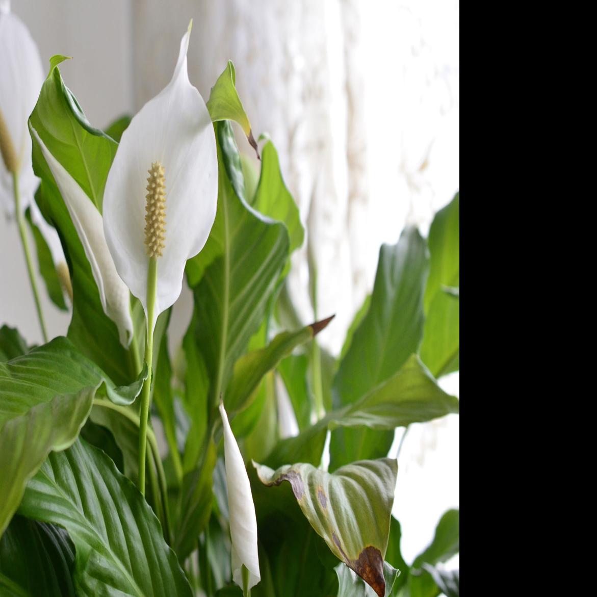 These 5 Common Houseplants Are Actually Poisonous For Pets