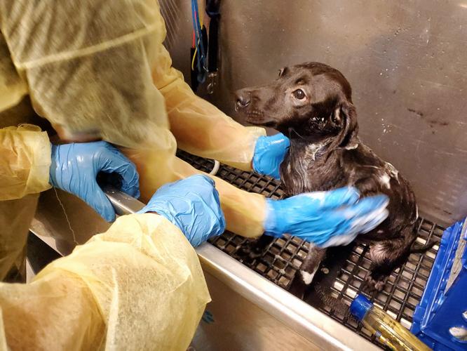 Fredericksburg SPCA brings in rescued animals from Florida and Puerto Rico