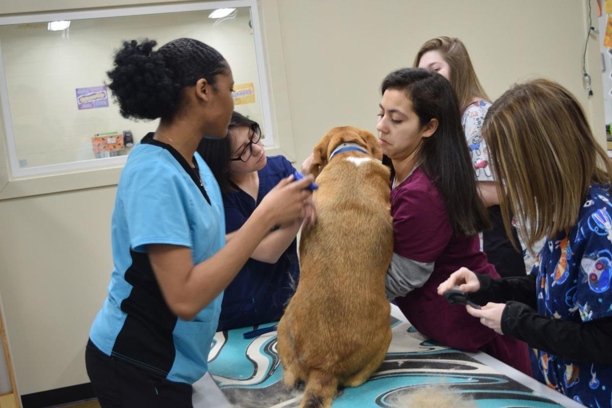 High school veterinary courses picture