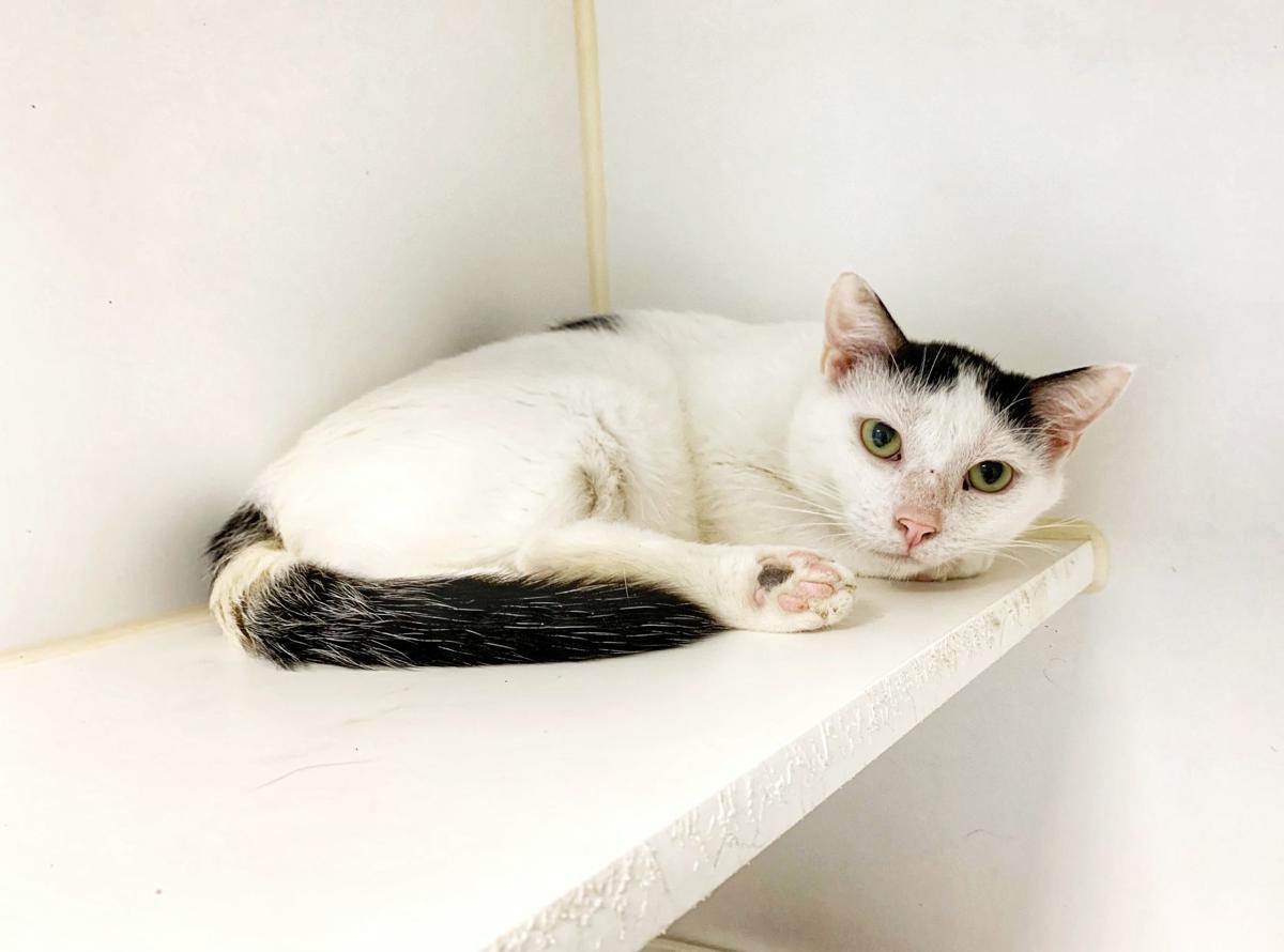 Cats From Hoarding Situation Now Available For Adoption Local