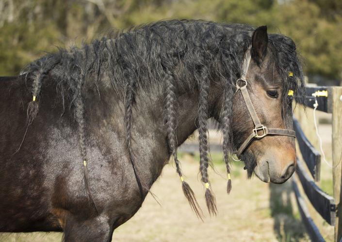 Spotsylvania horse farm specializes in rare Gypsy Cob breed, the