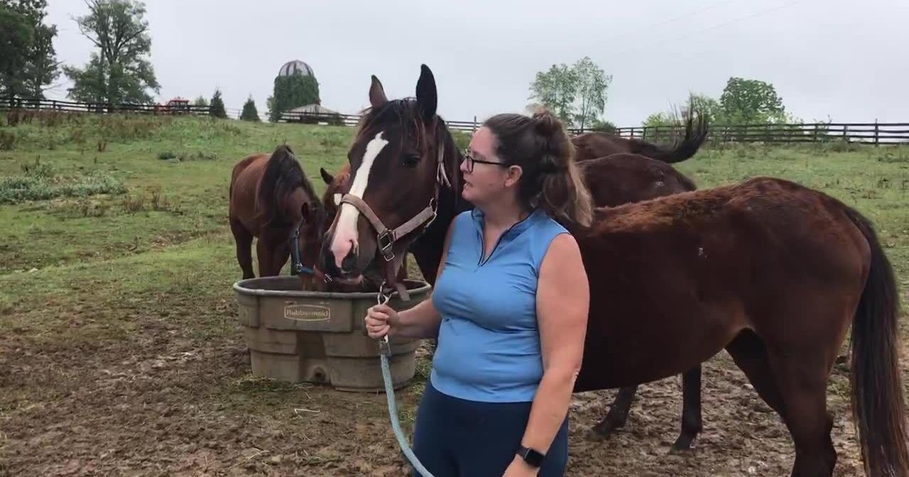 Horses seized in Shenandoah getting care in Fredericksburg area - Vimarsana News