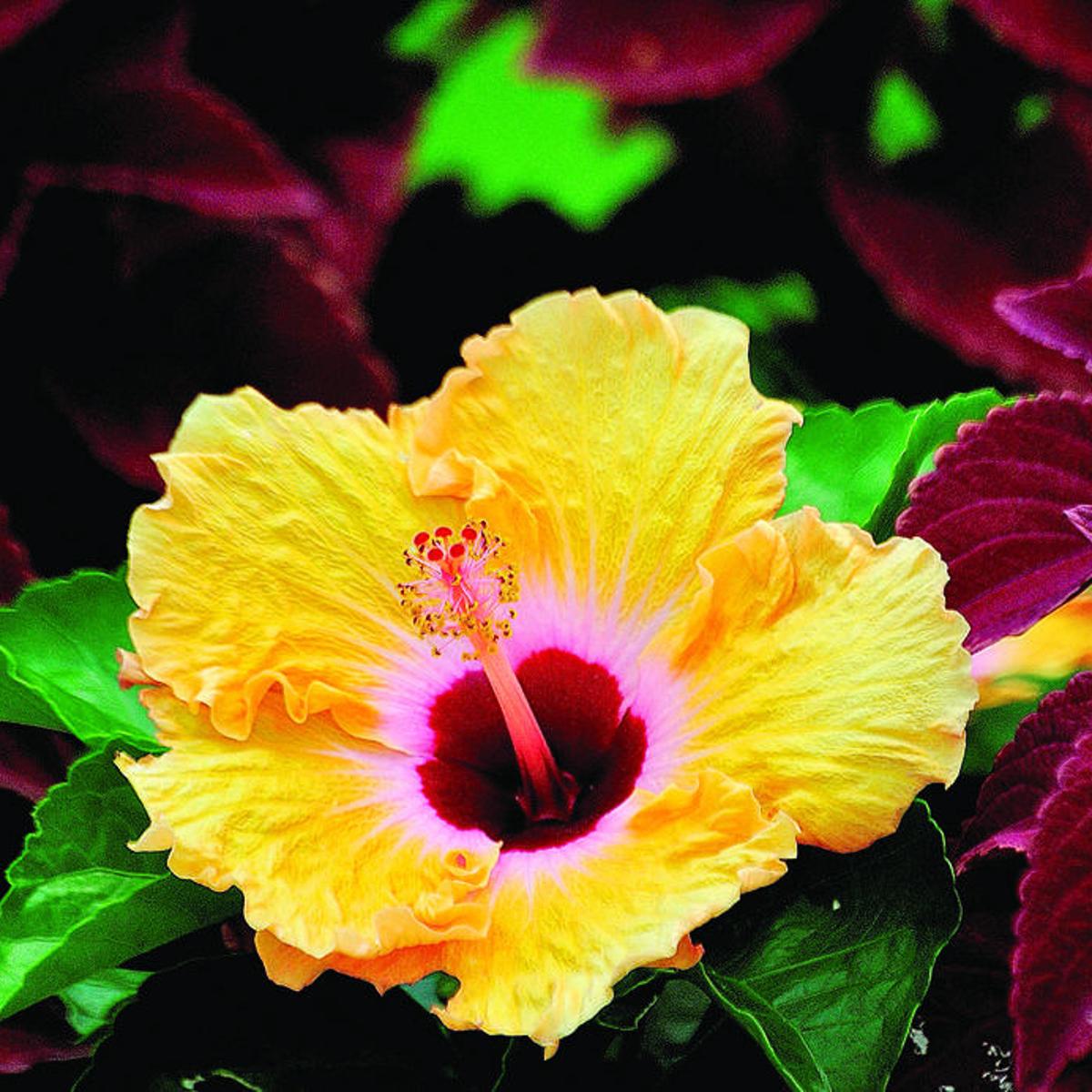 Hail The Hibiscus Queen Of Tropical Flowers House And Home Fredericksburg Com Hail The Hibiscus Queen Of Tropical Flowers House And Home Fredericksburg Com