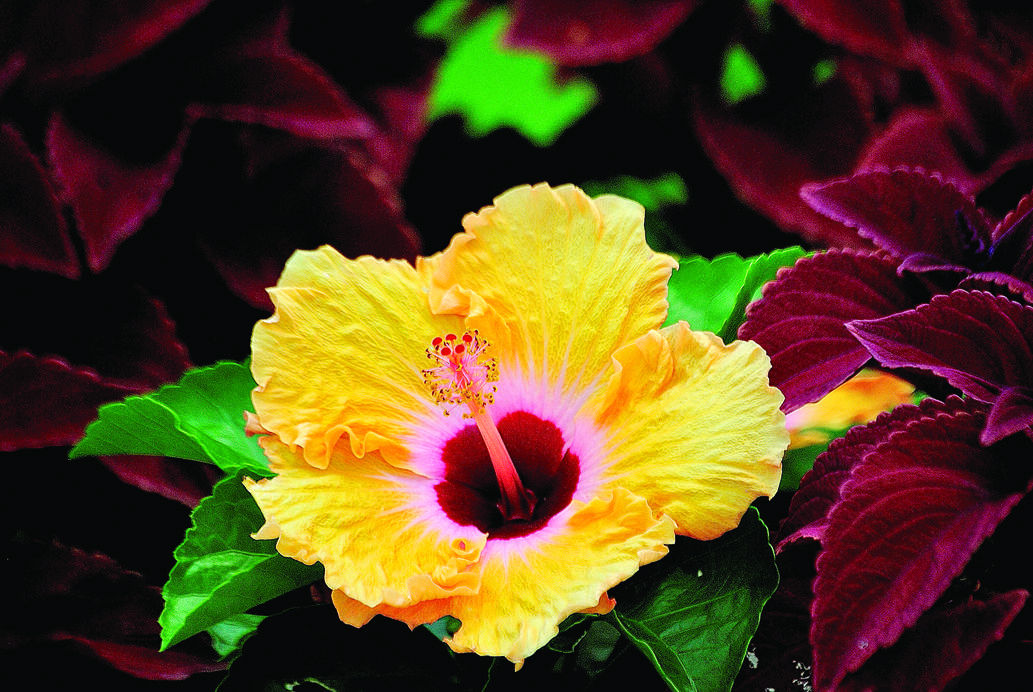 Hail The Hibiscus Queen Of Tropical Flowers House And Home Fredericksburg Com