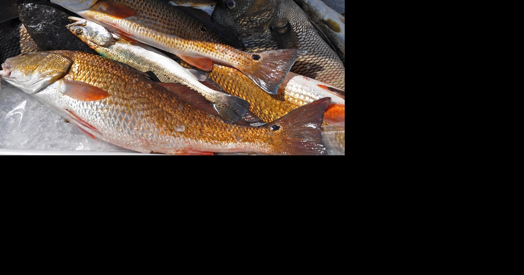 What's fresh in August? Redfish, LOCAL Life