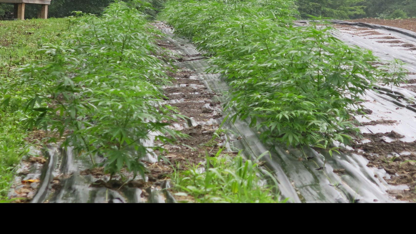 Pure Shenandoah To Build Hemp Processing Cbd Oil Extraction Facility In Elkton Local Business News Fredericksburg Com